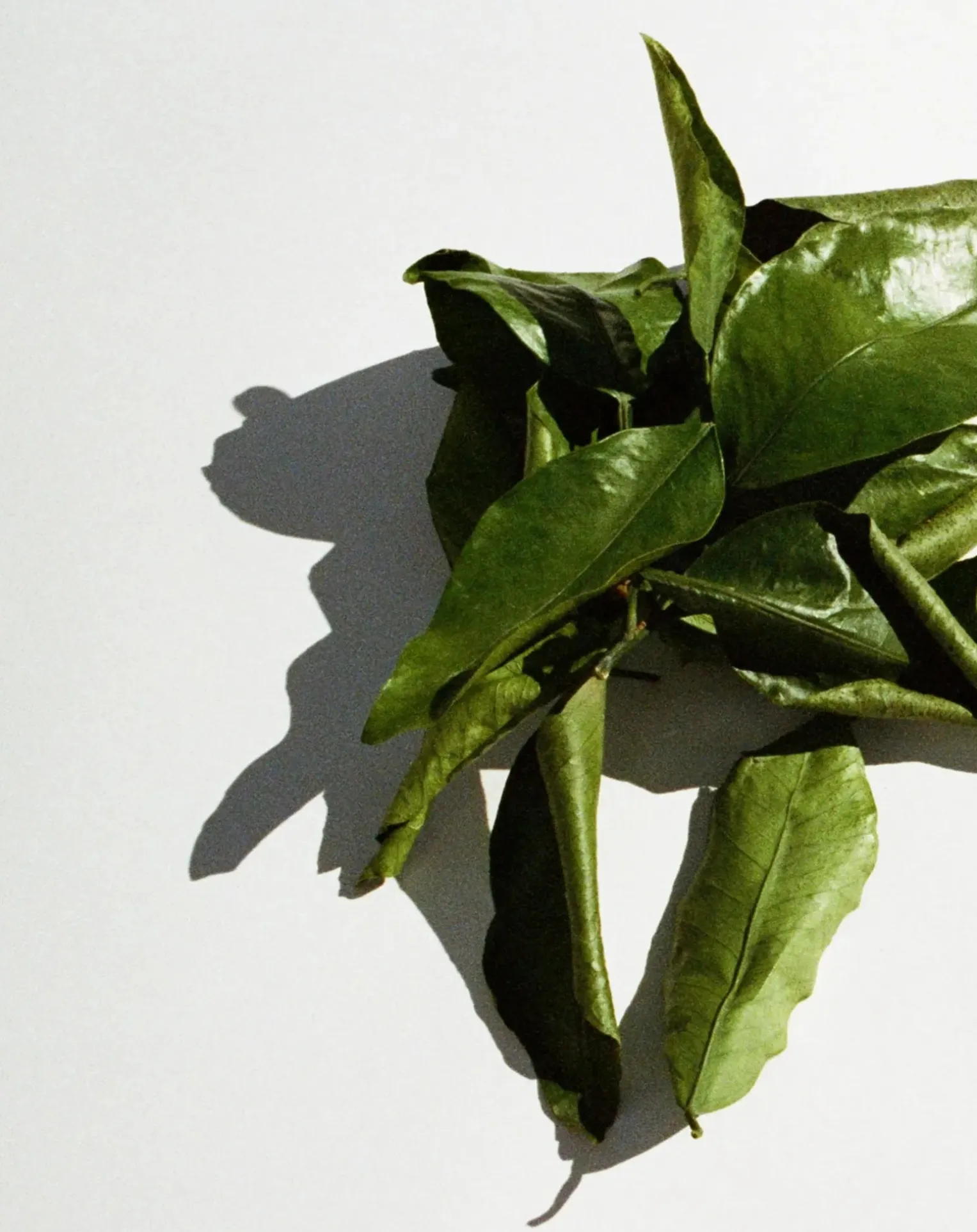 Grapefruit scented candle - 260g