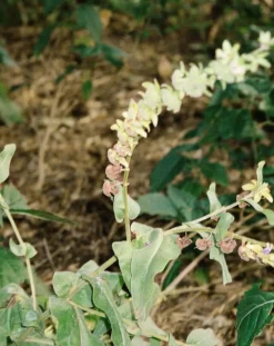 Lemongrass Body Cream 291 - 200ml