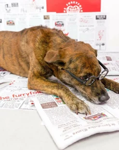 Newspapper digging toy