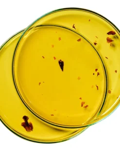 Nourishing Rose Petal Oil - 100 ml