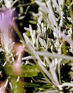 Sage Rosemary Lavender Body Cream 298 - 200ml